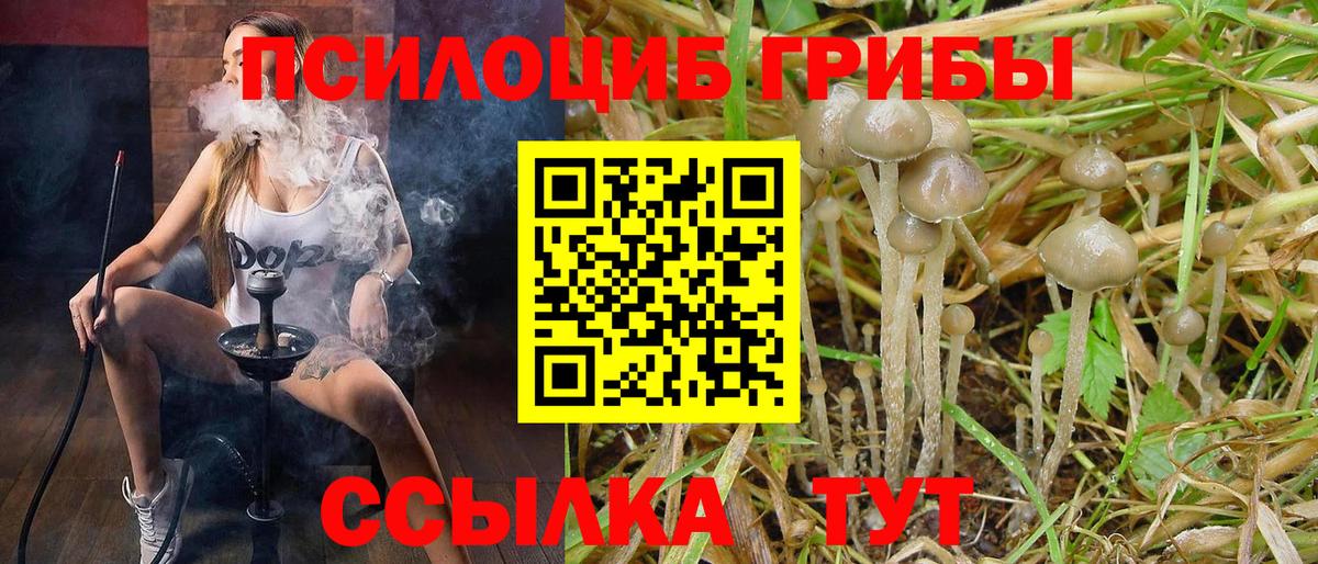 Новошахтинск  Галлюциногенные грибы Psilocybine cubensis  Вход с VPN 